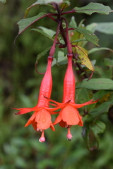 Fuchsia loxensis