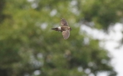 Aerodramus terraereginae