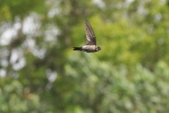 Aerodramus terraereginae