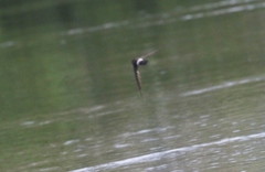 Aerodramus terraereginae