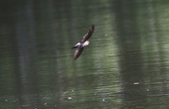 Aerodramus terraereginae
