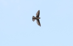 Aerodramus terraereginae