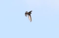 Aerodramus terraereginae
