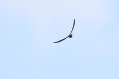 Aerodramus terraereginae