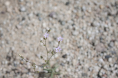 Gilia stellata