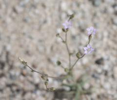 Gilia stellata