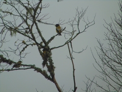 Coccothraustes abeillei