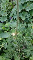 Pulsatilla aurea