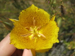 Calochortus weedii weedii