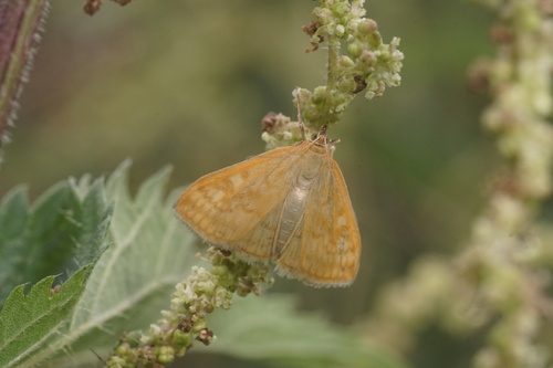 Sitochroa verticalis
