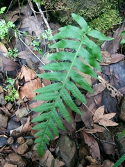 Polypodium glycyrrhiza