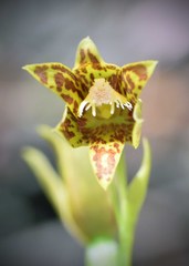 Thelymitra fuscolutea