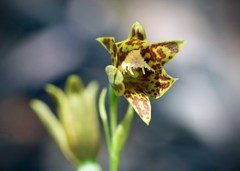 Thelymitra fuscolutea