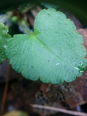 Veronica californica