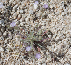 Gilia stellata