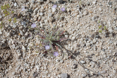 Gilia stellata