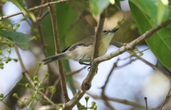 Gerygone magnirostris