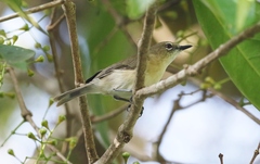 Gerygone magnirostris