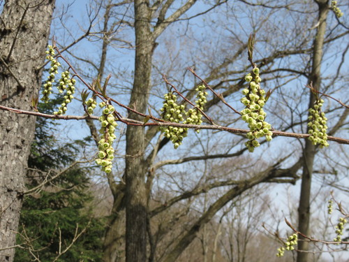 Stachyurus praecox (Stachyurus praecox)