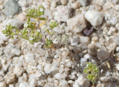 Cryptantha pterocarya