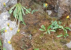 Taraxacum andersonii