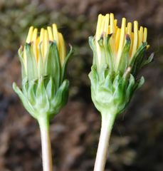 Taraxacum andersonii