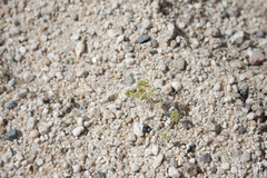 Cryptantha pterocarya