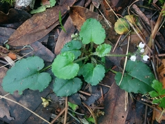 Veronica californica