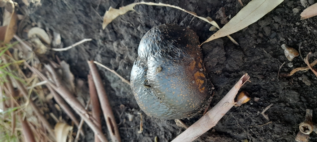 Pisolithus arhizus · May 2023 · photo: © patyferr (iNaturalist, cc-by)