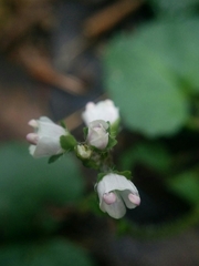 Veronica californica