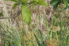 Rhynchospora corymbosa