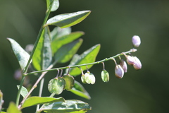Polygala appressipilis