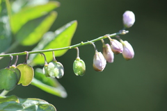 Polygala appressipilis