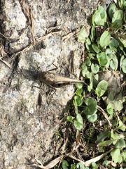 Trilophidia annulata