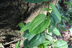 Smilax moranensis