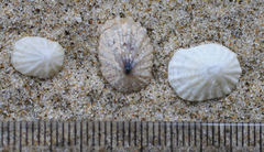 Radiacmea inconspicua