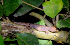 Clouded Indian Gecko photo 3