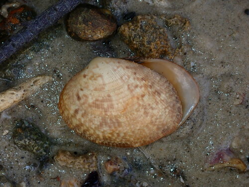 Venerupis aspera observed 2023-08-02