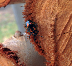 Platycorynus pyrospilotus