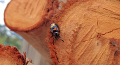 Platycorynus pyrospilotus