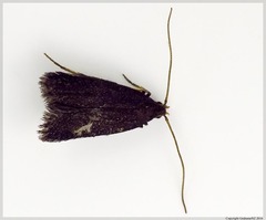 Lecithocera micromela