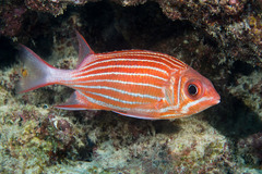 Sargocentron diadema