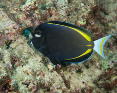 Acanthurus nigricans