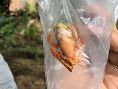 Callimedusa tomopterna