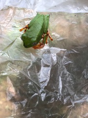 Callimedusa tomopterna