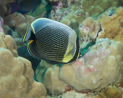 Chaetodon reticulatus