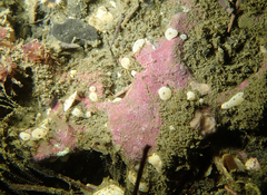 Didemnum carnulentum