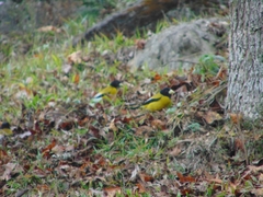 Coccothraustes abeillei