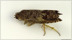 Strepsicrates ejectana