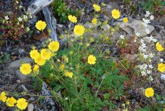 Potentilla anadyrensis